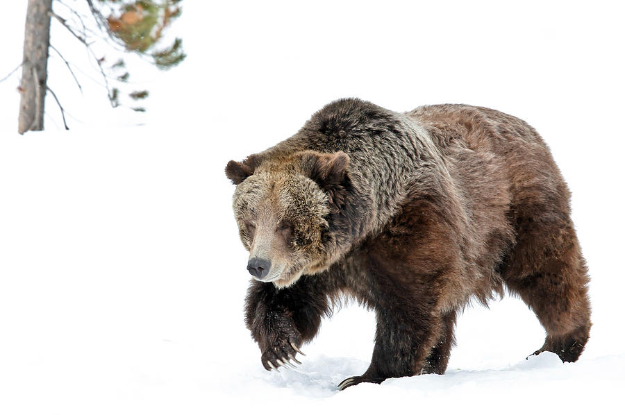 Grizzly In The Wild Photograph by Athena Mckinzie