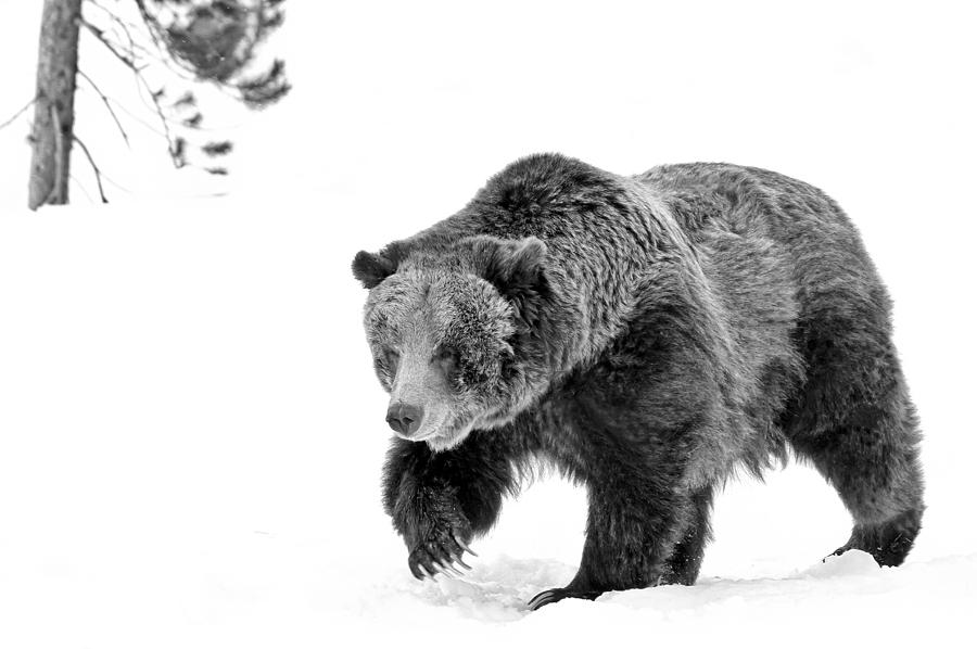 Yellowstone National Park Photograph - Grizzly In The Wild II by Athena Mckinzie