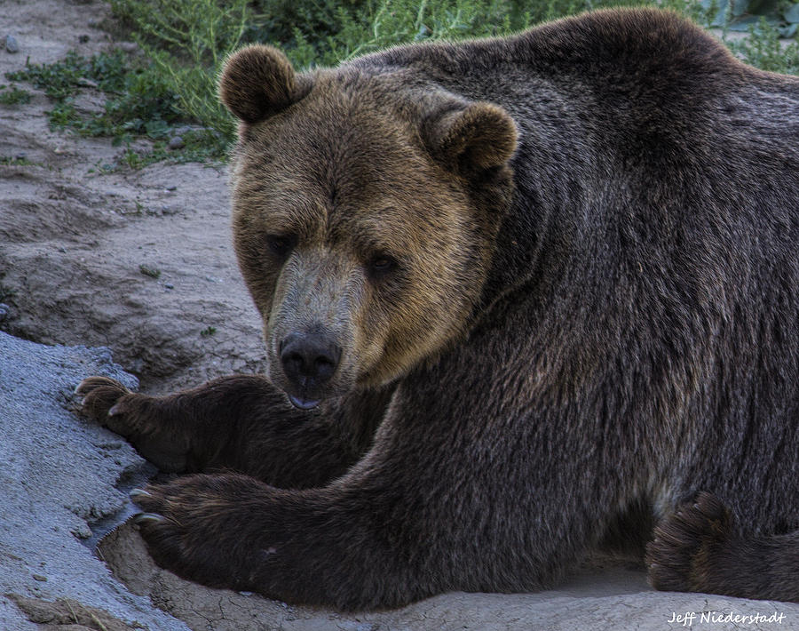Grizzly Photograph by Jeff Niederstadt