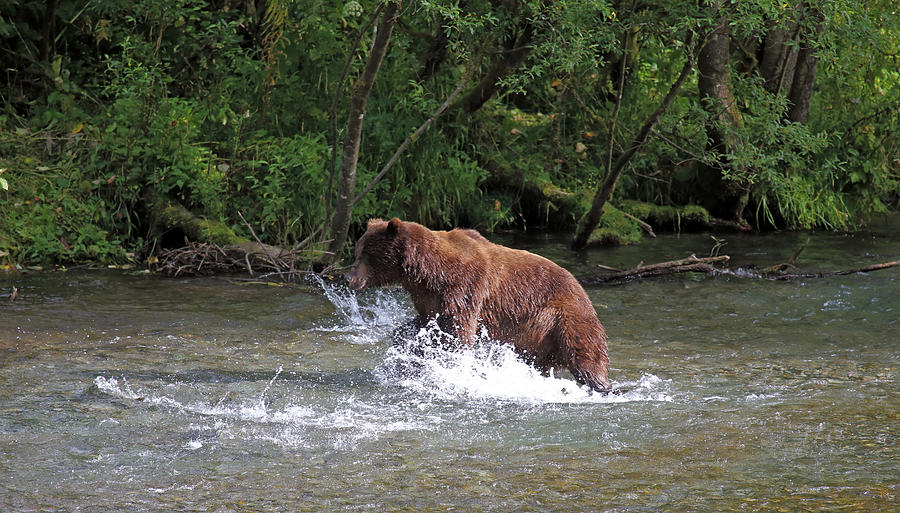 Grizzly Jump Photograph by Jean Clark