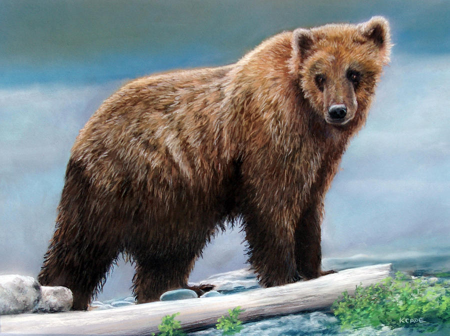 Wildlife Drawing - Grizzly by Karen Cade