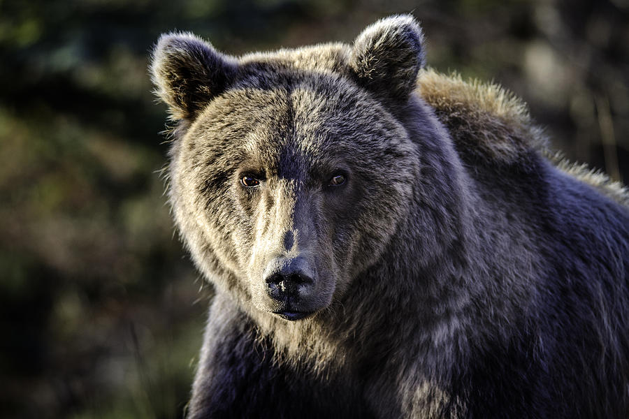 Bear Photograph - Grizzly Looking at You by Thomas Payer