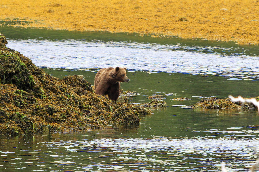 Grizzly looking for Salmon Photograph by Shoal Hollingsworth
