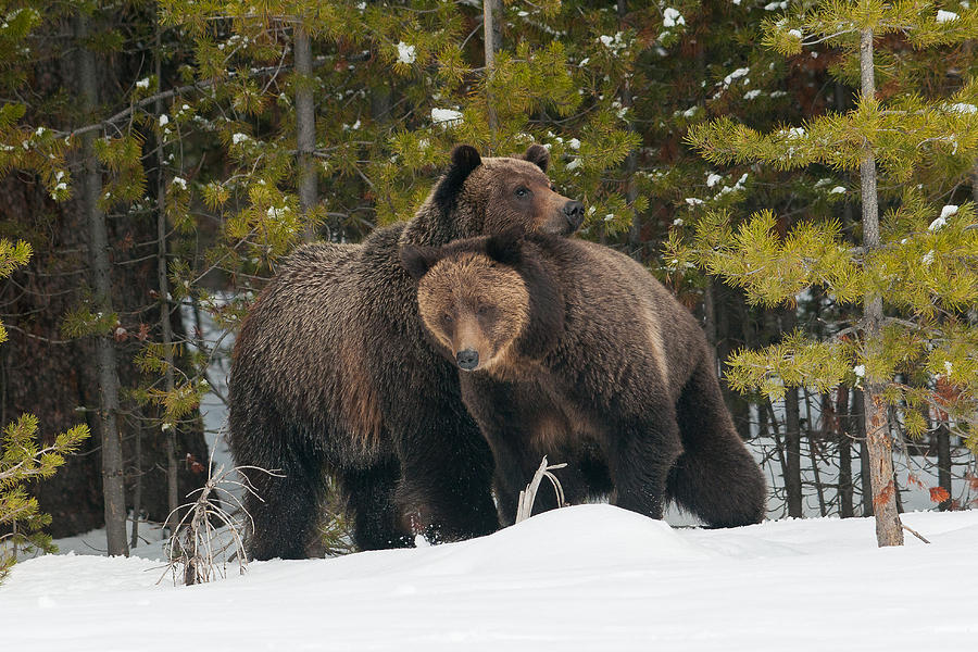 Grizzly Love Photograph by Sam Parks - Fine Art America