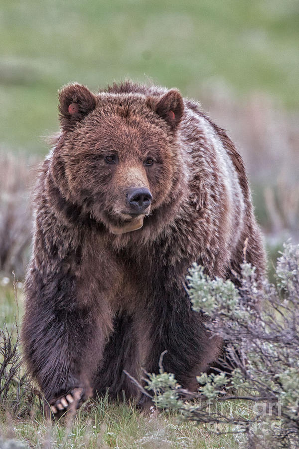 Grizzly Mama 2 Photograph by Natural Focal Point Photography