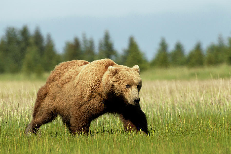 Grizzly On Sedge Grass Plain Photograph by Image By David G Hemmings ...