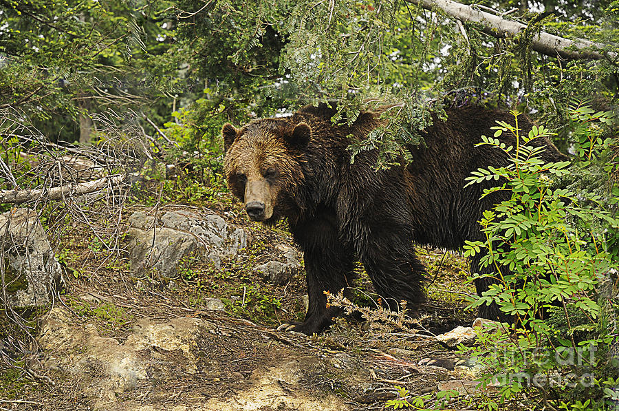 Grizzly on the Prowl Photograph by Brenda Kean