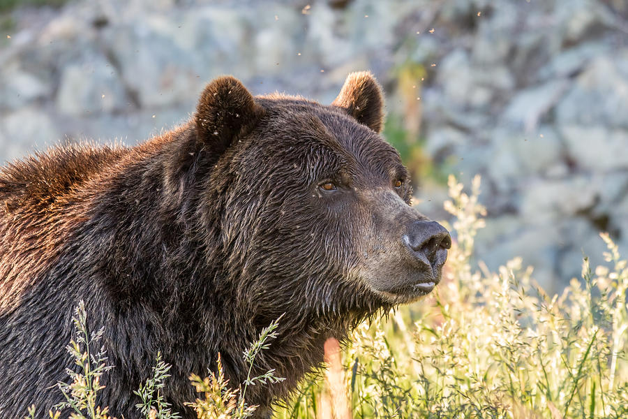 Grizzly  Photograph by Pierre Leclerc Photography