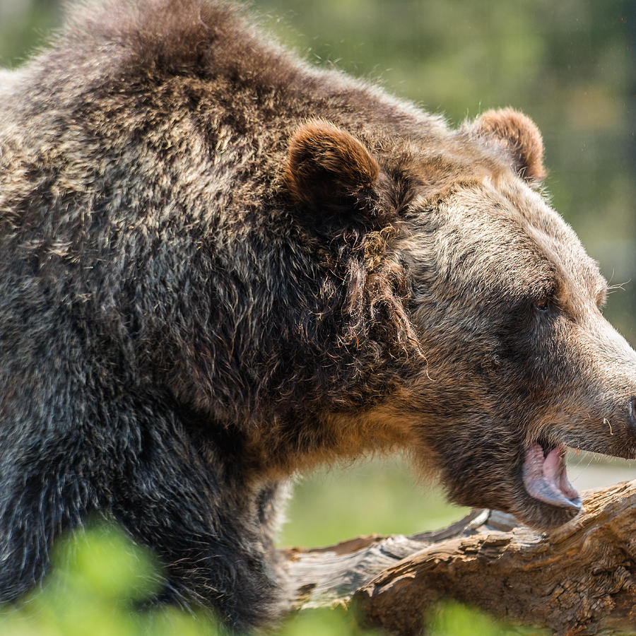 Grizzly Roar Photograph by Yeates Photography