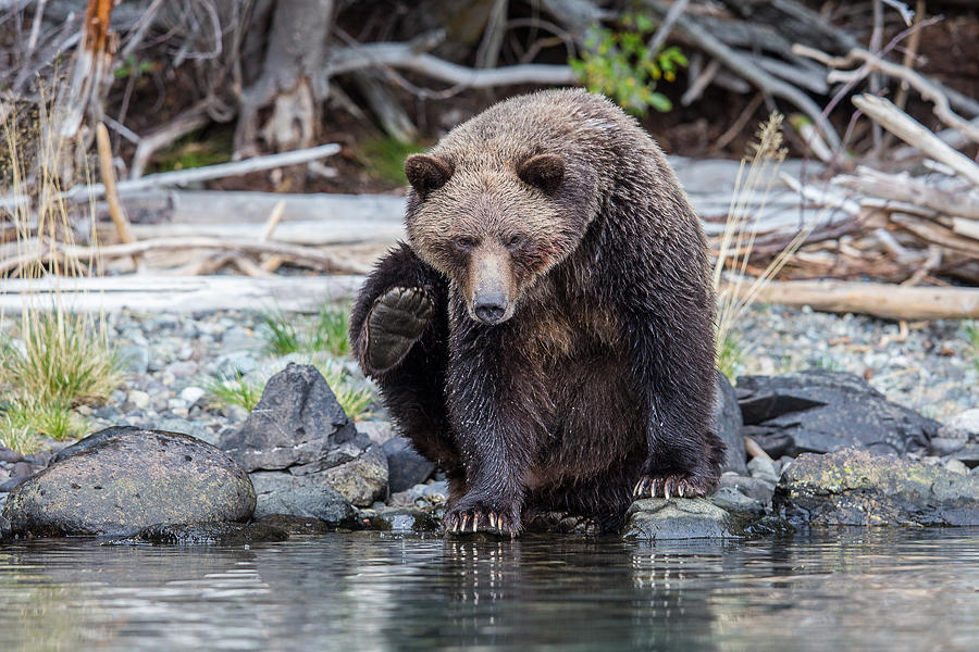 Grizzly Scratch Photograph by Tony Dathan - Pixels