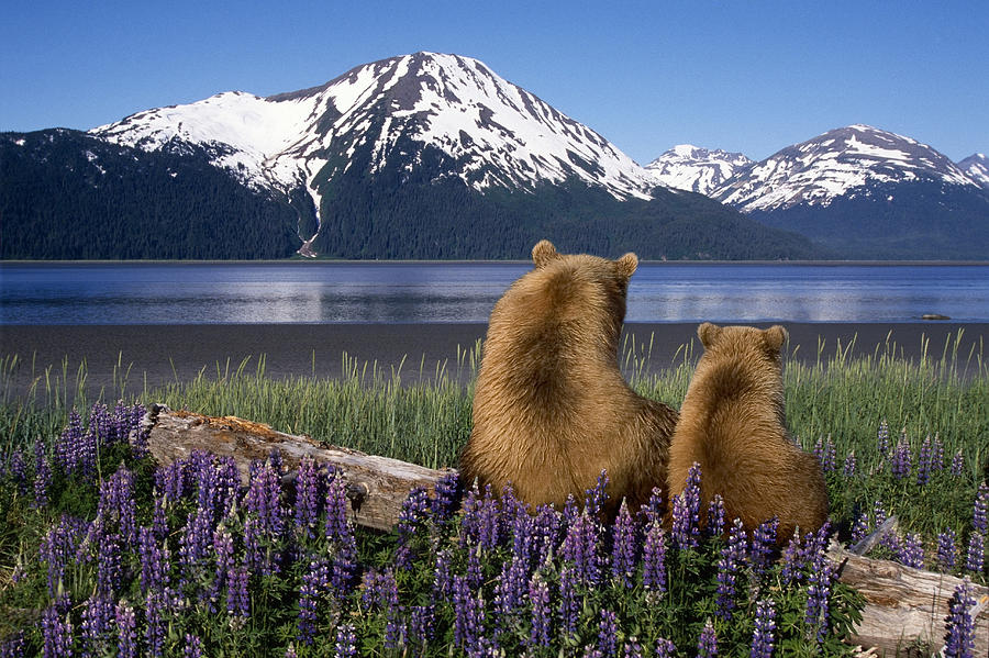 Landscape Photograph - Grizzly Sow & Cub Sit On Log & View by Composite Image