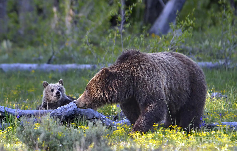 Grizzly sow and cub Photograph by Deby Dixon