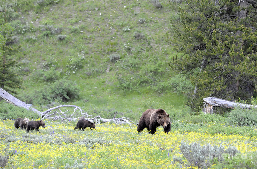 Grizzly Sow and Three Cubs Photograph by Deby Dixon