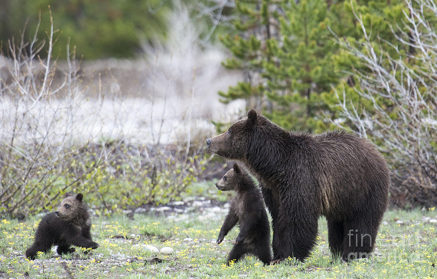 Grizzly Sow and two cubs Photograph by Deby Dixon