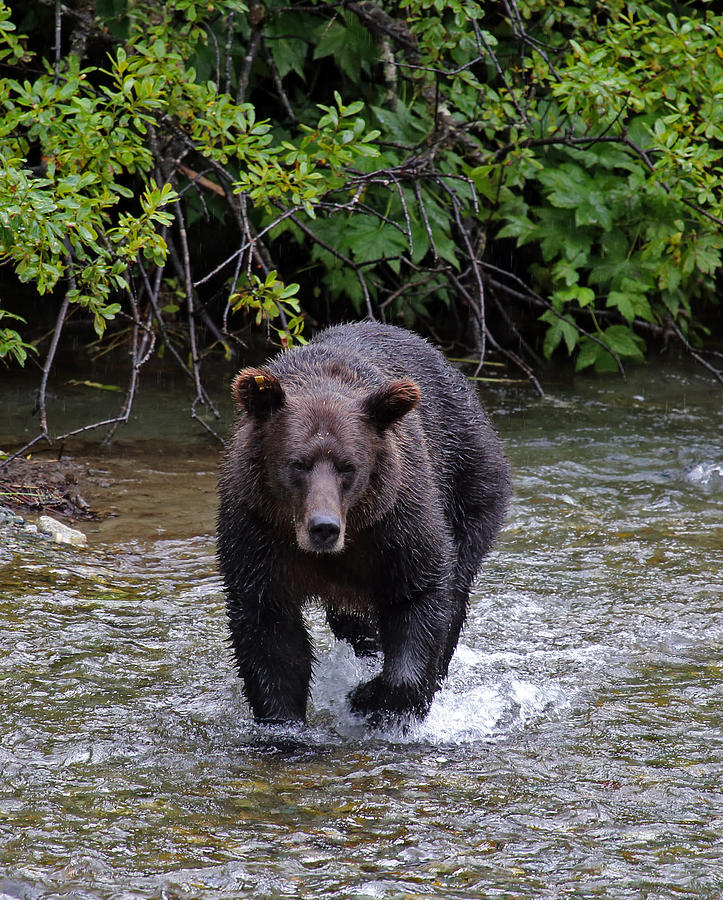 Grizzly Sow Fishing Photograph by Jean Clark