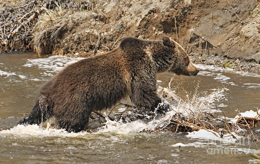 Yellowstone National Park Photograph - Grizzly Splash by Clare VanderVeen