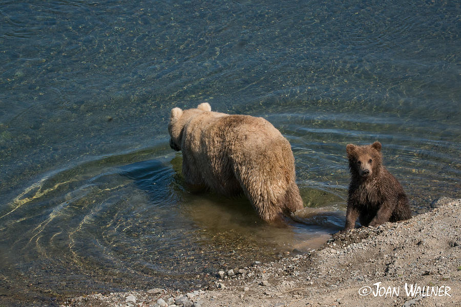 Grizzly Spring Cub with Its Mom Photograph by Joan Wallner