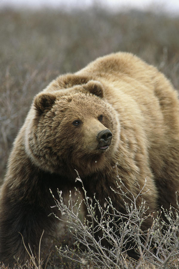 Grizzly Standing In Tundra Denali Natl Photograph by Hugh Rose