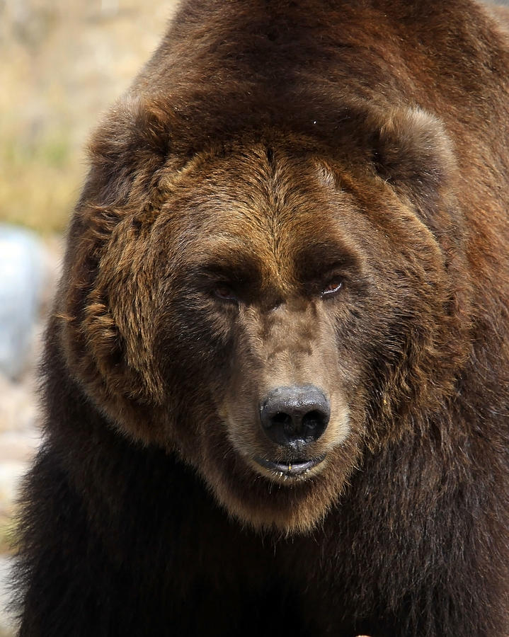 Grizzly Photograph by Steve McKinzie