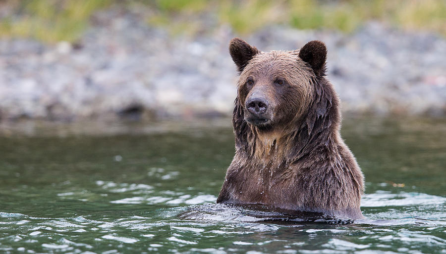 Grizzly Swimming Photograph by Tony Dathan | Fine Art America