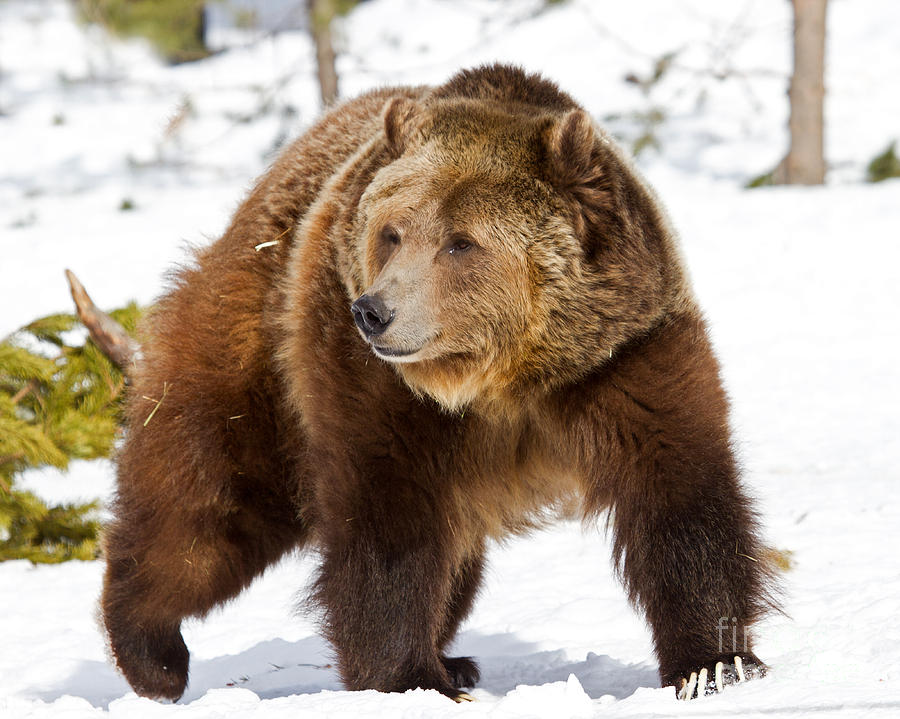 Grizzly Taking A Walk Photograph by Lloyd Alexander