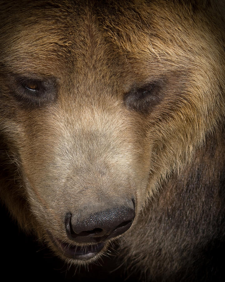 Grizzly Upclose Photograph by Ernest Echols