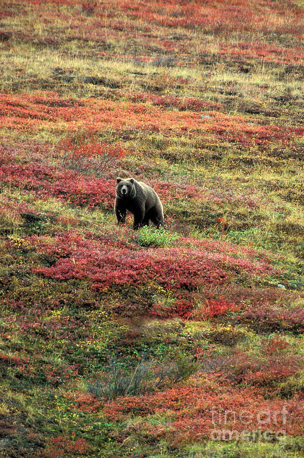 Grizzly Ursus Arctos In Alaskan Tundra Photograph by Ron Sanford