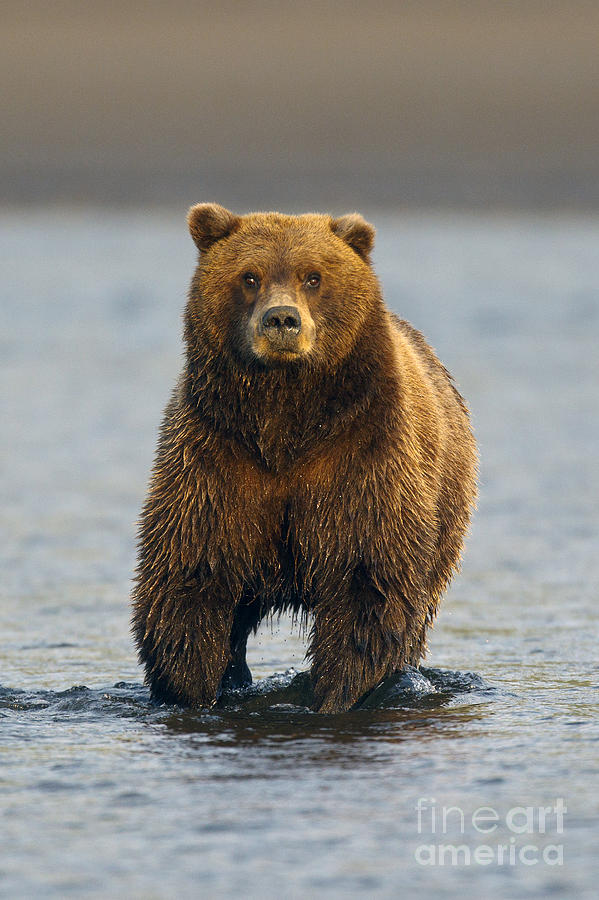 Grizzly Bear Standing In Water While Fishing Coffee Mug by Jason O Watson -  Pixels