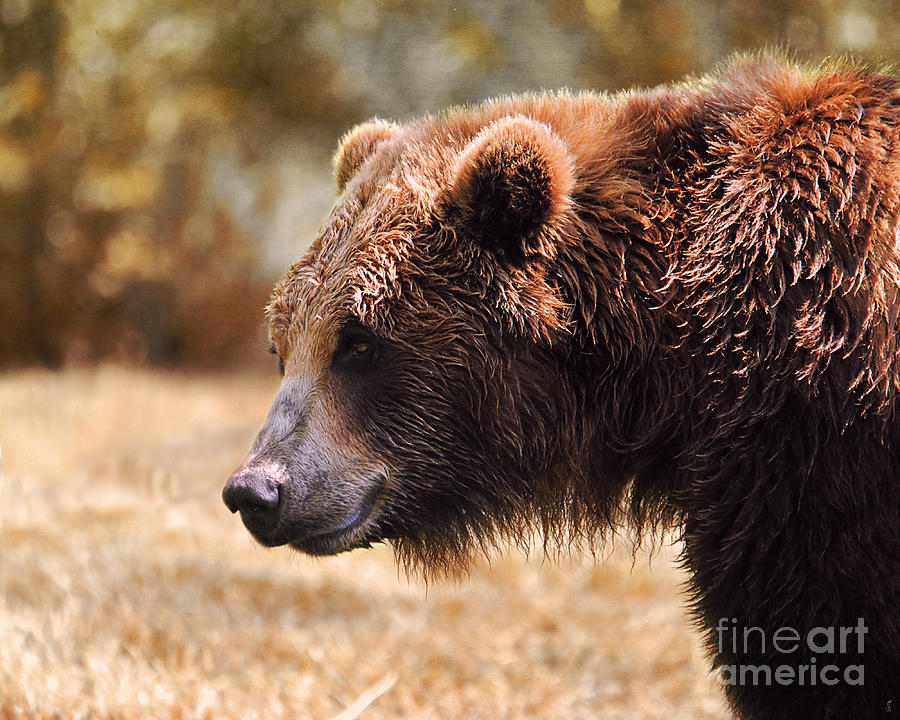 Bear Photograph - Grizzly Watch by Jai Johnson