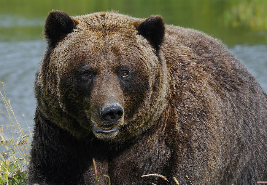 Grizzly Watching Us Photograph by David Marr - Fine Art America