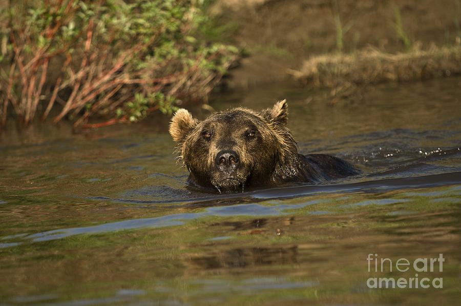 Grizzly-animals-image 1 Photograph