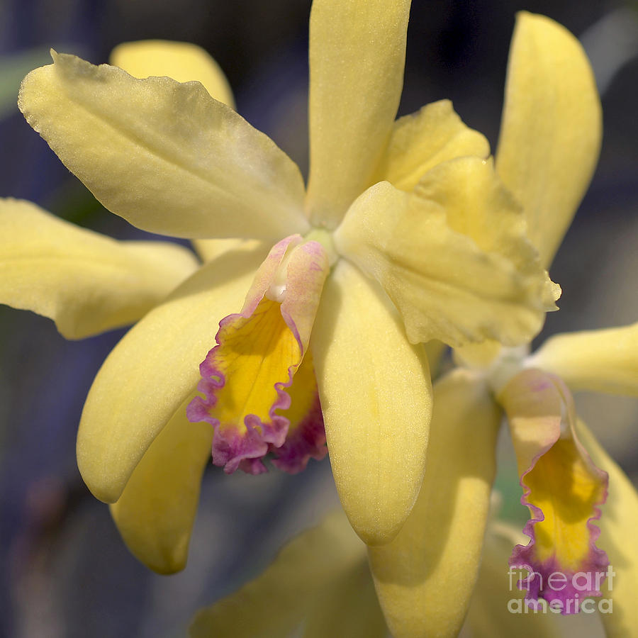 Orchid Photograph - Grodskys Gold Macro by Terri Winkler