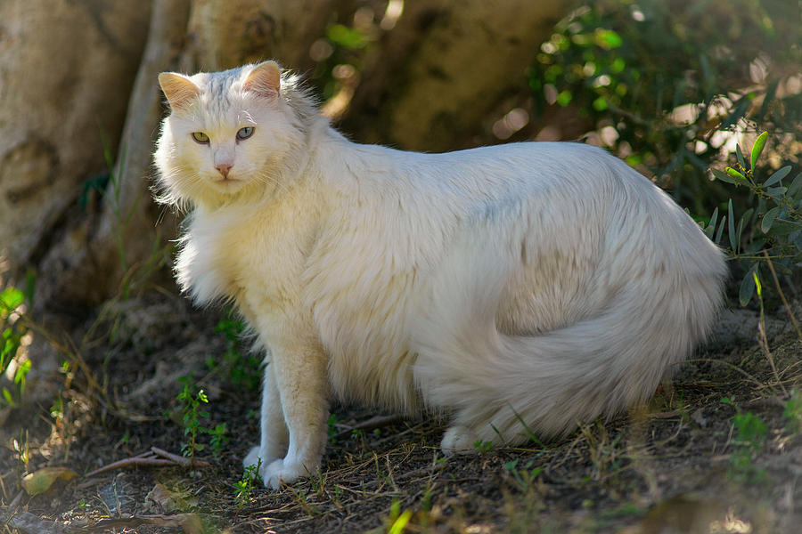 Cat Photograph - Grom the Turkish Angora by Itay Dollinger