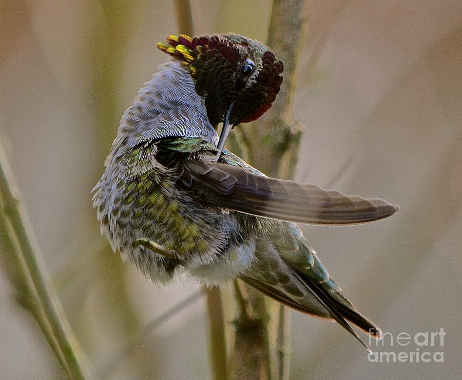 Bird Photograph - Grooming Annas Hummingbird by Lisa  Telquist
