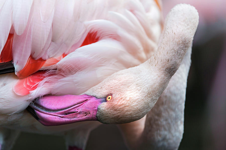 Grooming Flamingo Photograph by Picture By Tambako The Jaguar