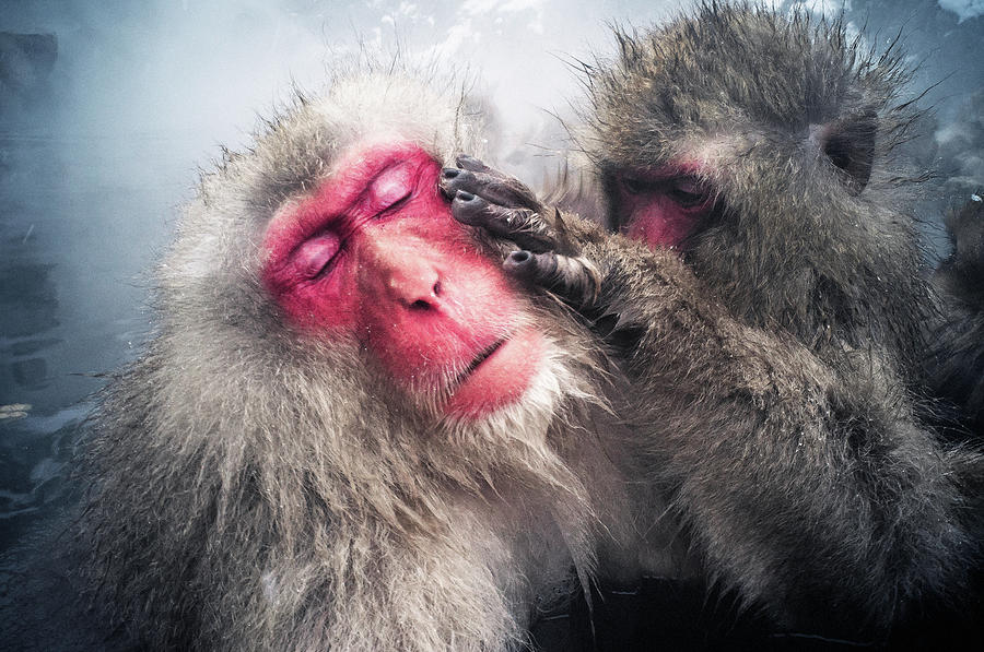 Grooming Snow Monkeys Photograph by Moaan