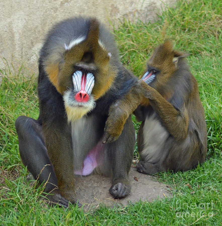 Animal Photograph - Grooming Time For Two Mandrills  by Jim Fitzpatrick
