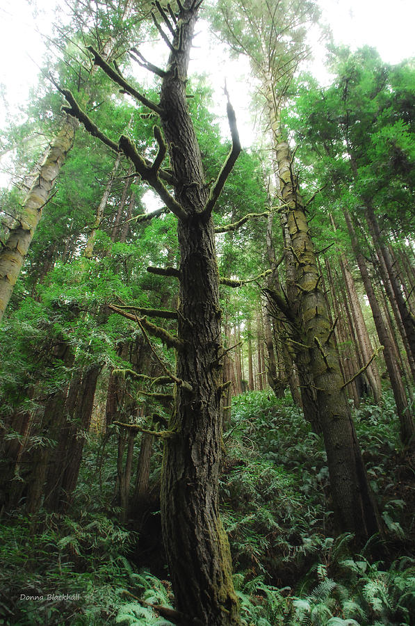 Groovin With The Redwoods Photograph by Donna Blackhall