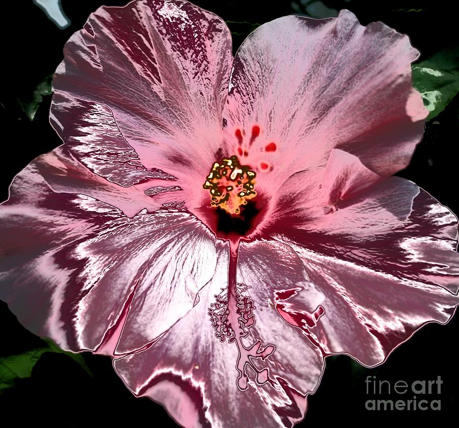 Groovy Hibiscus Photograph by Jeanne Forsythe