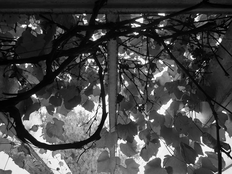 Gropius Vine - Black and White Photograph by Joseph Skompski
