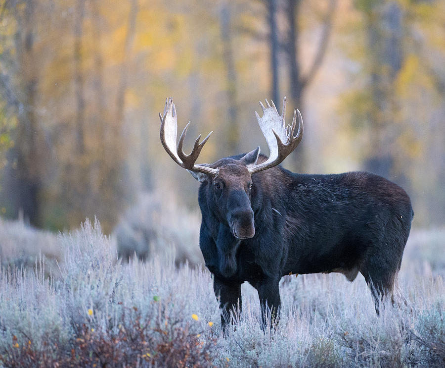 Gros Ventre Moose Photograph by Max Waugh