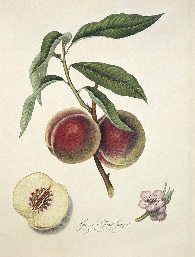 William Hooker Photograph - Grosse Mignon Peach (1818) by Science Photo Library