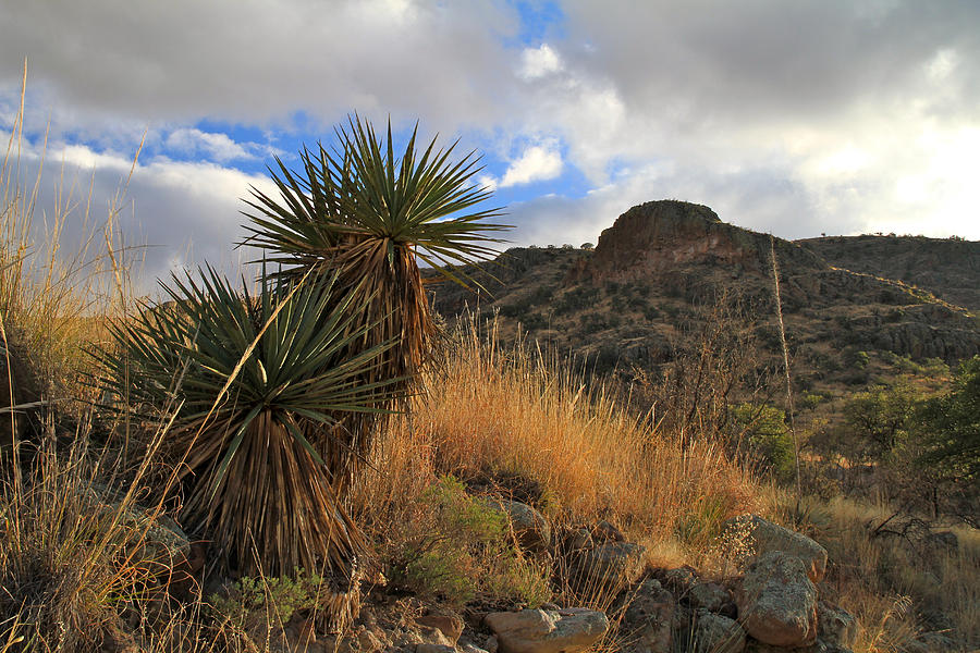 Grosvenor Hill Arizona Photograph by Ed Riche