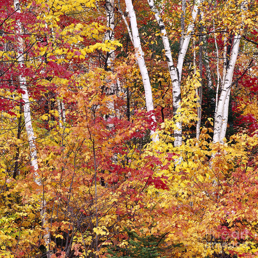 Groton Forest Foliage Photograph by Alan L Graham