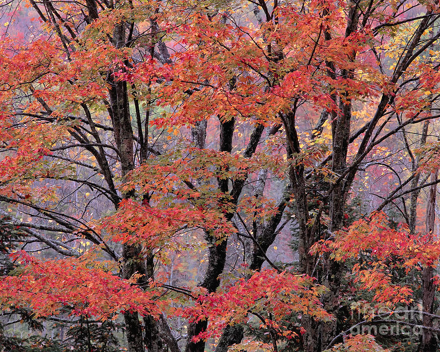 Groton Forest Maples Photograph by Alan L Graham
