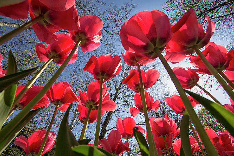 Grotto Tulips Photograph by Gpr Photography