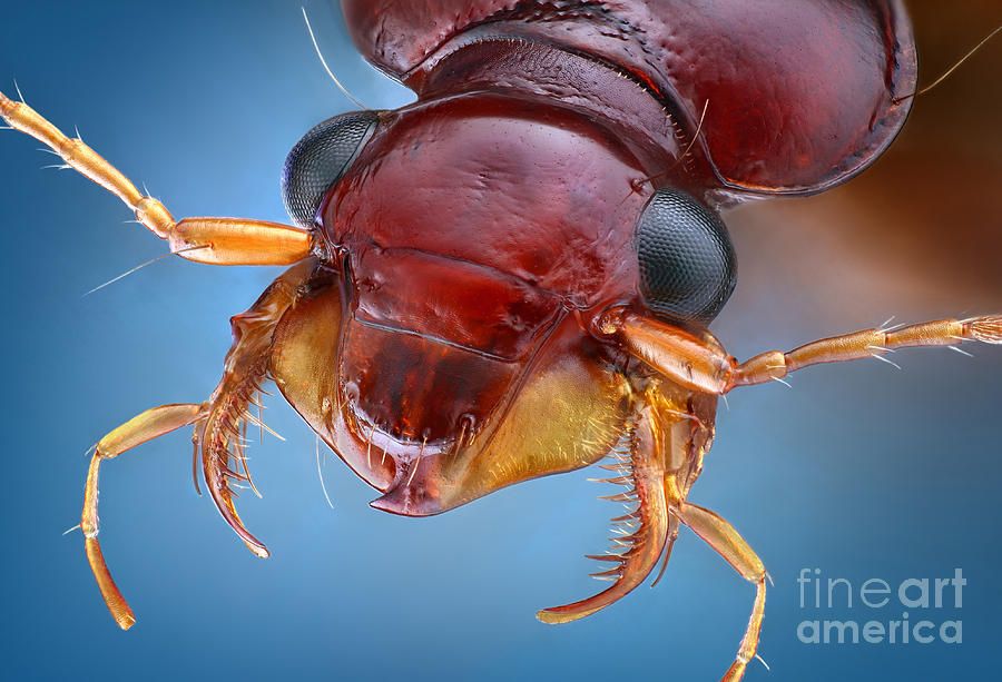 Ground Beetle Photograph by Matthias Lenke