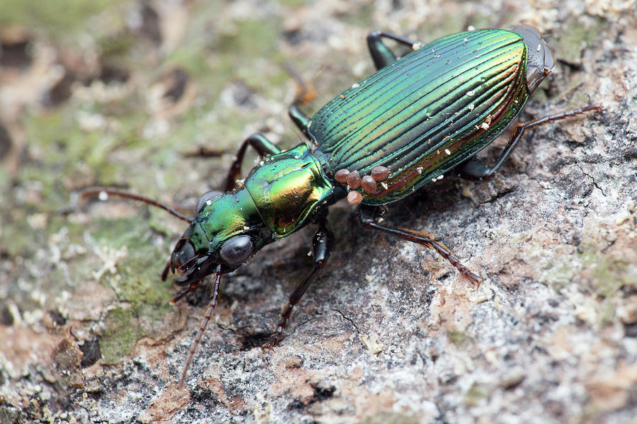 Ground Beetle Photograph by Melvyn Yeo/science Photo Library - Pixels