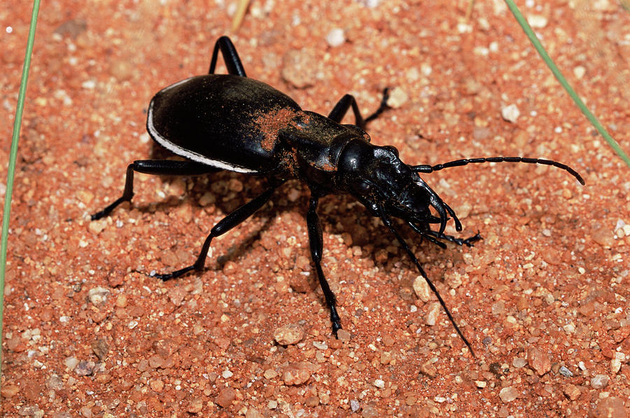 Ground Beetle Photograph by Sinclair Stammers/science Photo Library ...