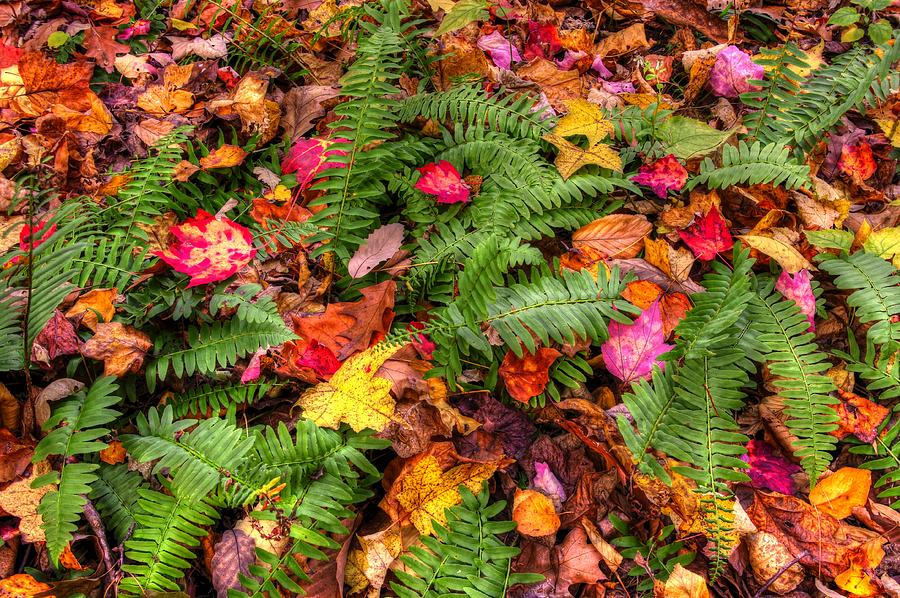 Ground Bouquet - Near Big Hunting Creek Catoctin Mountain Park Maryland Autumn Mid-Morning Photograph by Michael Mazaika